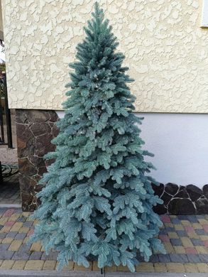 Лита ялинка Ковалівська 2.30 м. блакитна / Лита ялинка / Смерека
